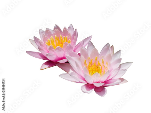 Two pink lotus flower isolate on white background