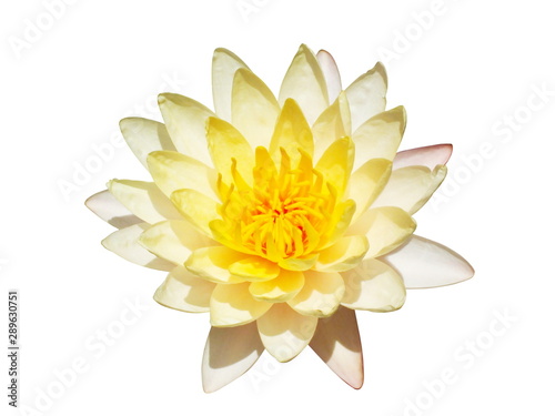Top view yellow lotus flower isolate on white background