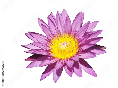 Beautiful Purple lotus flower  Nymphaea spp . isolated on white background.Top view