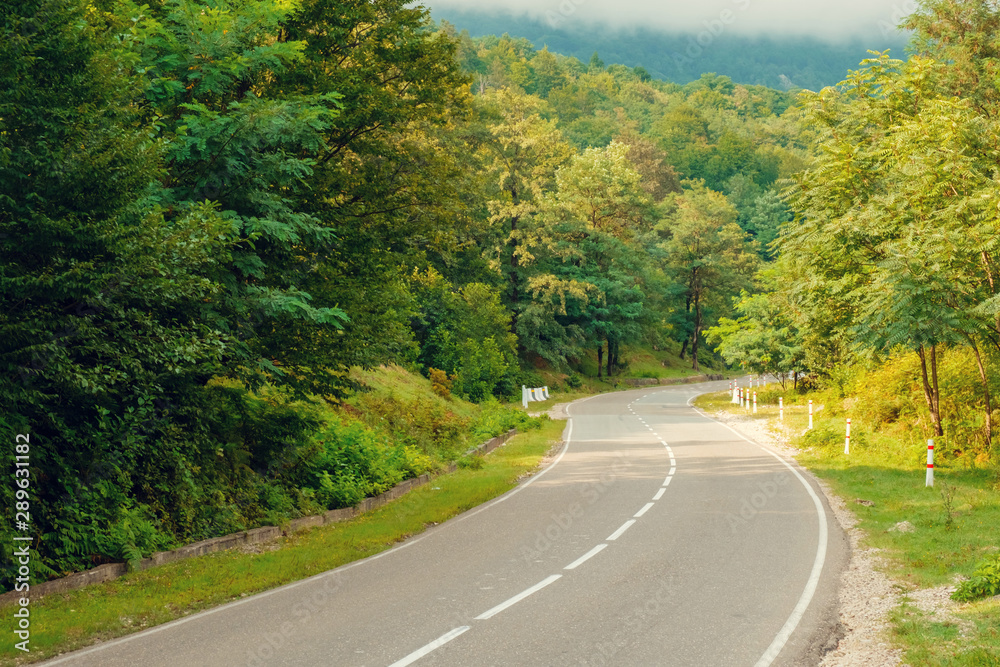 Fototapeta premium Road through forest
