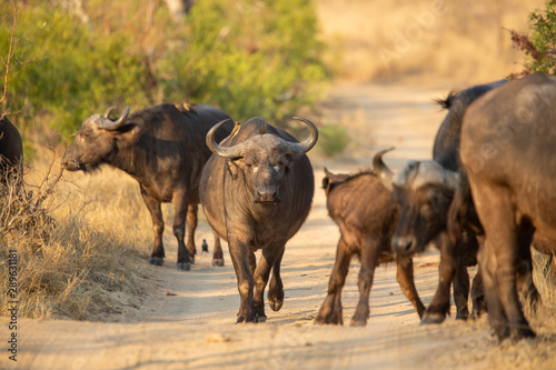 Buffalo breeding herd with large males