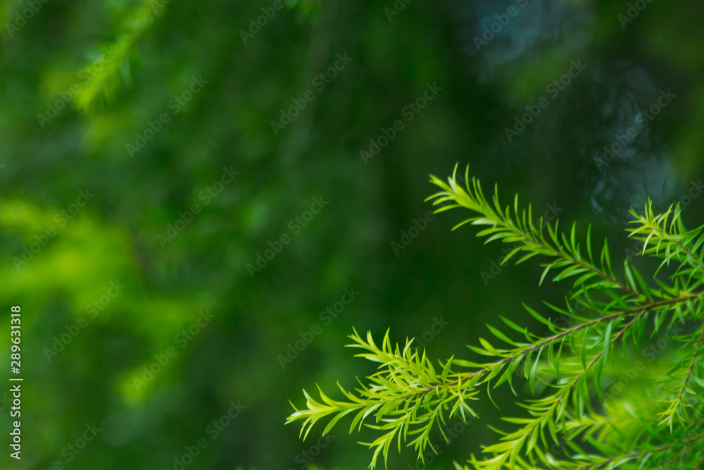 nature background, the leaf pattern in nature abstract background, leaf close-up