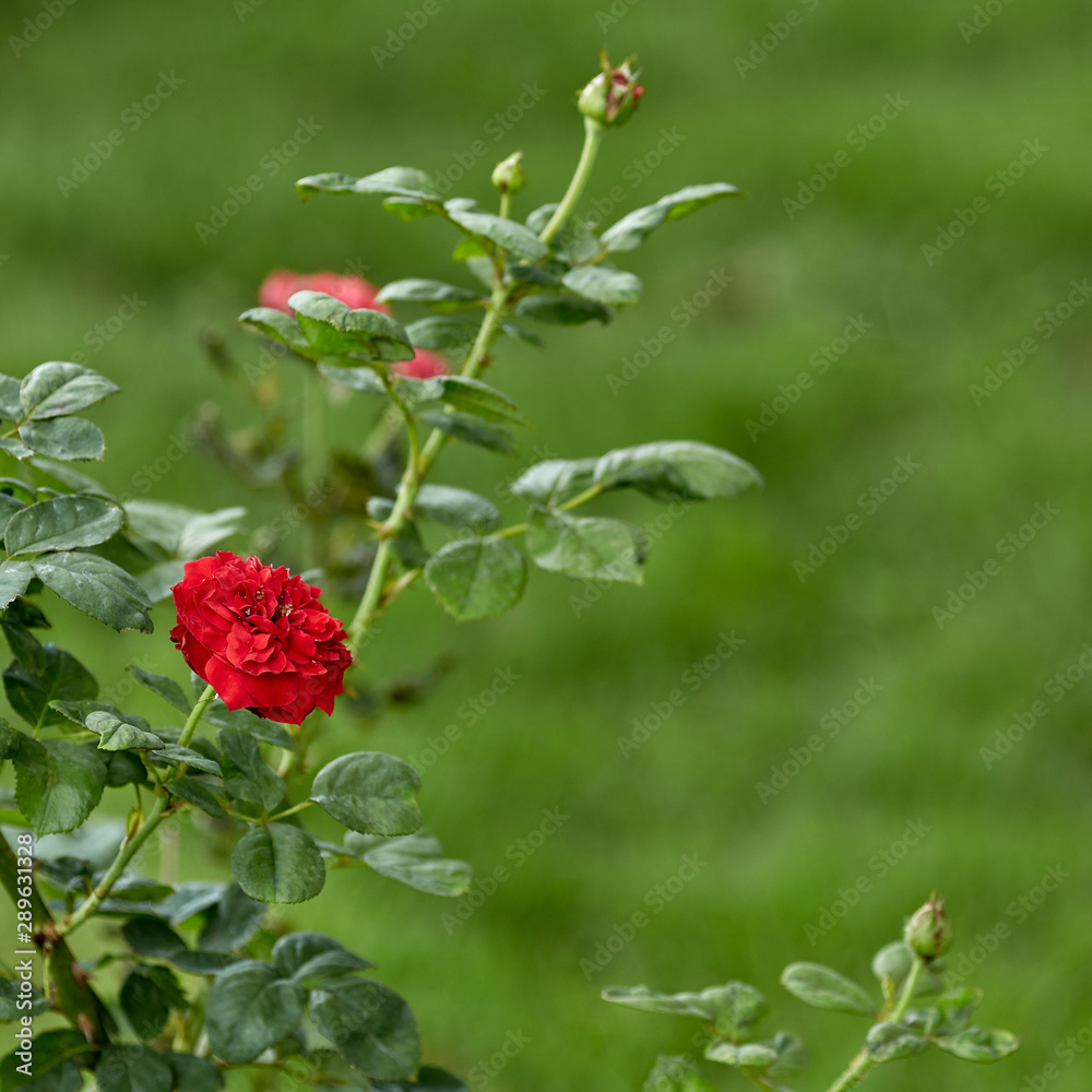 Close-Up Of Red Flowering Plant In The Garden Close-Up Of Red Flowering Plant In The Garden