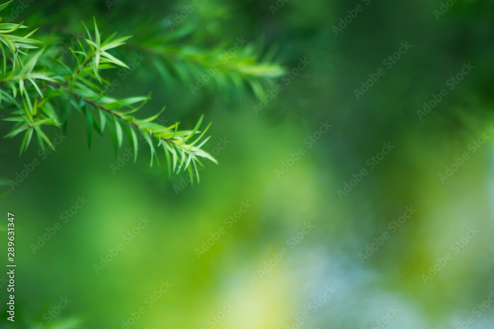 nature background, the leaf pattern in nature abstract background, leaf close-up nature background, the leaf pattern in nature abstract background, leaf close-up
