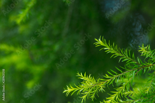 nature background, the leaf pattern in nature abstract background, leaf close-up