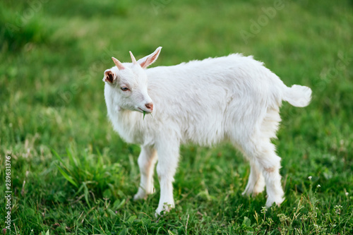 white goat on a meadow © SHOTPRIME STUDIO