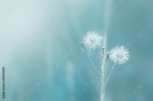 Fototapeta Naklejka Na Ścianę i Meble -  nature background, the leaf pattern in nature abstract background, leaf close-up