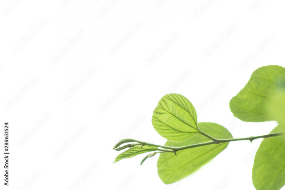 nature background, the leaf pattern in nature abstract background, leaf close-up nature background, the leaf pattern in nature abstract background, leaf close-up