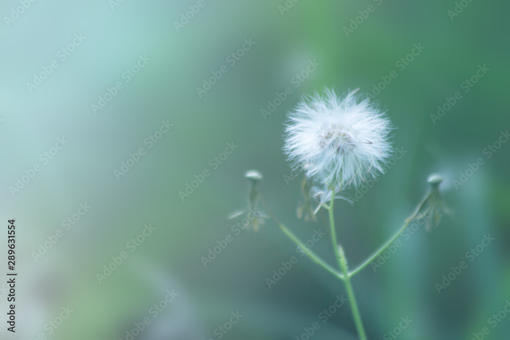 Fototapeta premium nature background, the leaf pattern in nature abstract background, leaf close-up
