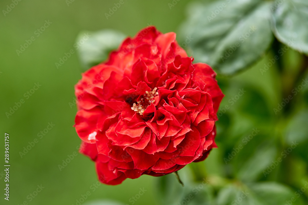 Close-Up Of Red Flowering Plant In The Garden
