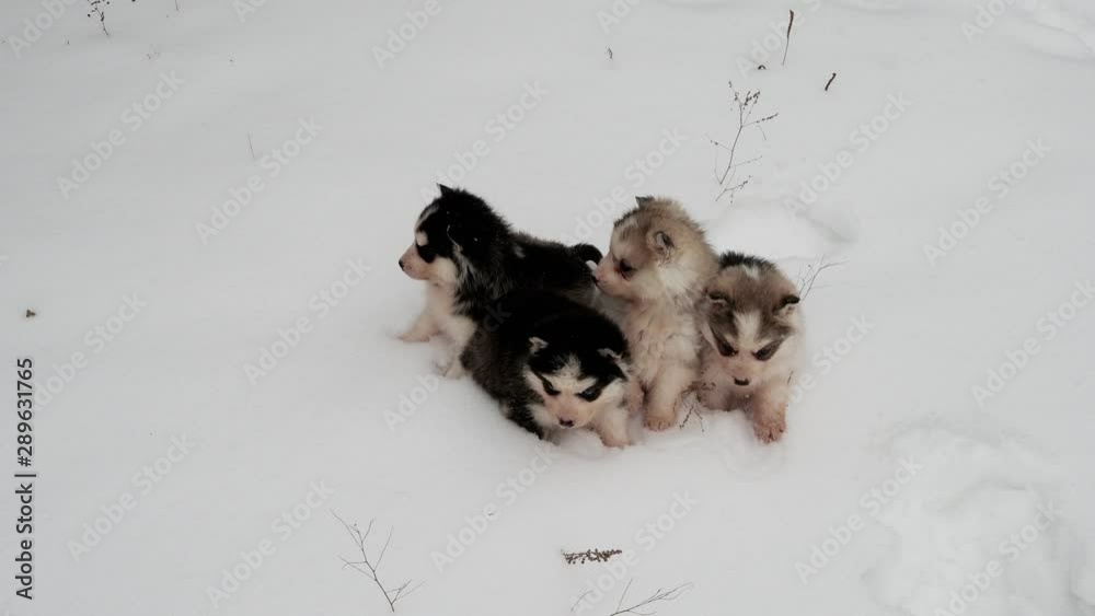 Little husky puppies on the street in the winter afternoon Little husky puppies on the street in the winter afternoon