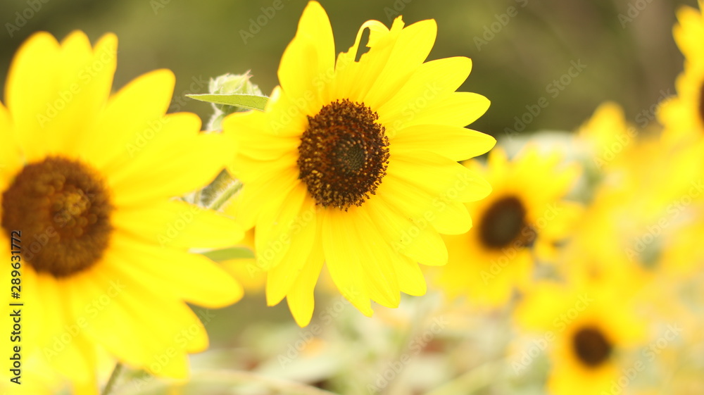 夏に咲くひまわり