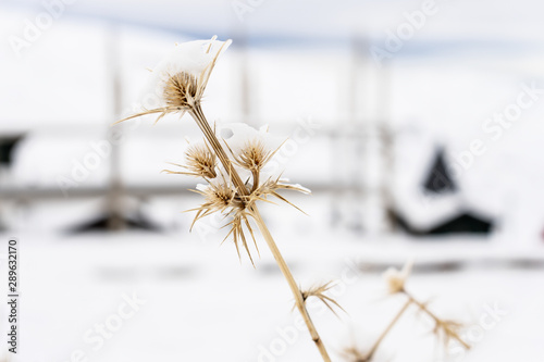 Snowed plants in ski resort of Sierra Nevada