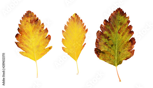 Set of yellow and green aut...