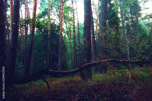 fallen branch with leaves in the forest