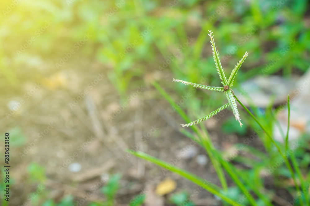 goosegrass, yardgrass, wiregrass, silver crabgrass goosegrass, yardgrass, wiregrass, silver crabgrass