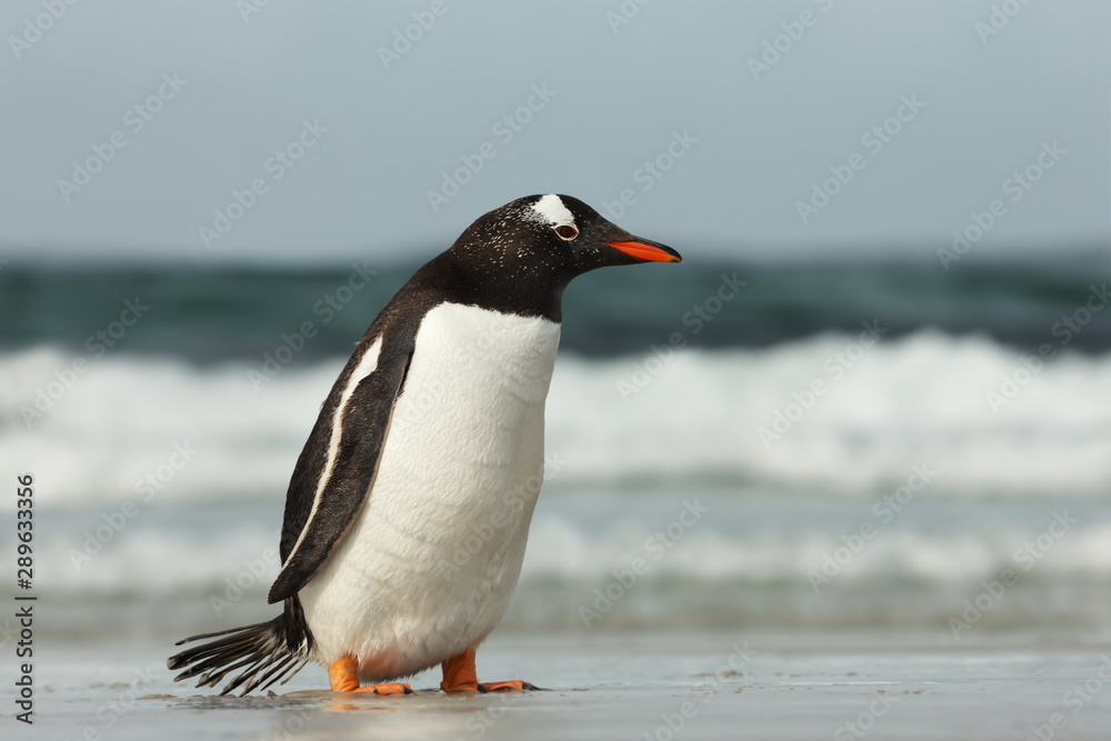 Fototapeta premium Gentoo penguin coming ashore from Atlantic ocean