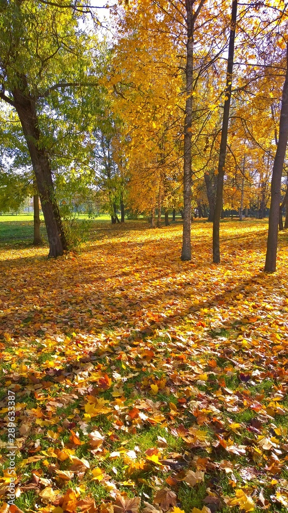 Golden carpet of fallen yellow orange and maple leaves on the ground. Autumn vertical background. Fall landscape in the city park. Beauty of life on Earth. Protect and love nature and the world. Golden carpet of fallen yellow orange and maple leaves on the ground. Autumn vertical background. Fall landscape in the city park. Beauty of life on Earth. Protect and love nature and the world.