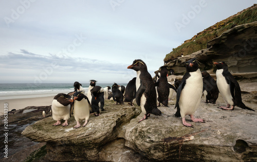 Group of Rockhopper penguins standing on the rocks