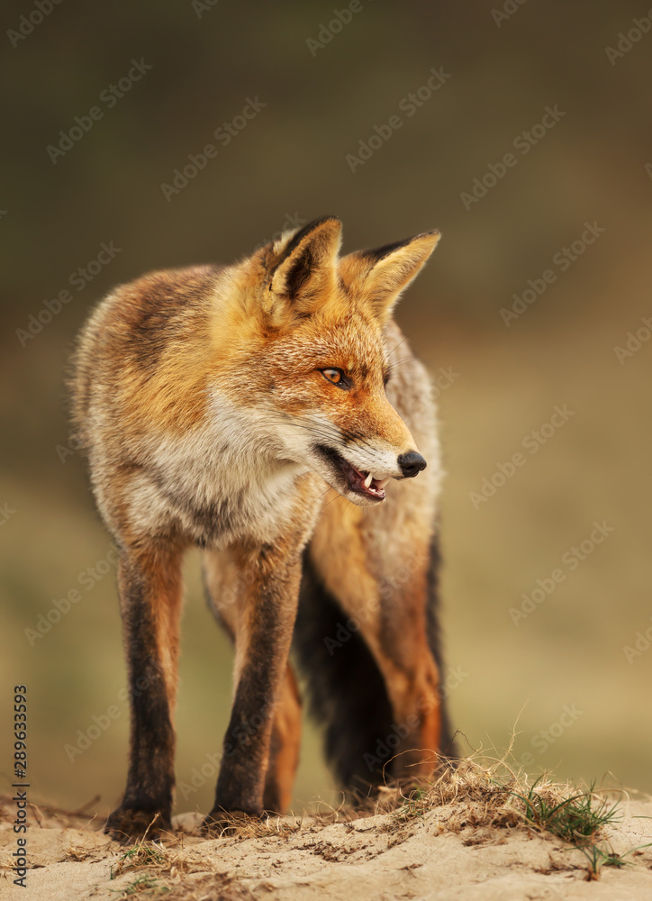 Close up of a Red fox in sand dunes Close up of a Red fox in sand dunes