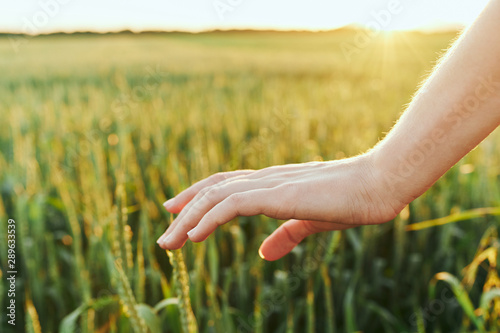 young woman hands in field of wheat © SHOTPRIME STUDIO