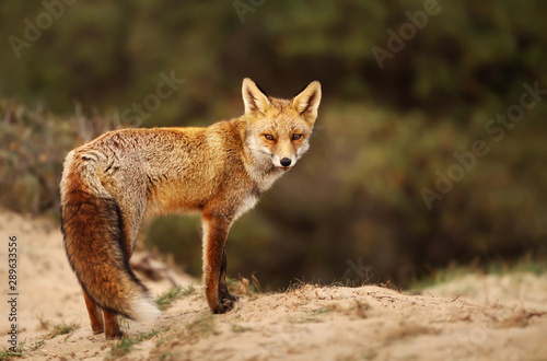 Close up of a Red fox in sand dunes © giedriius