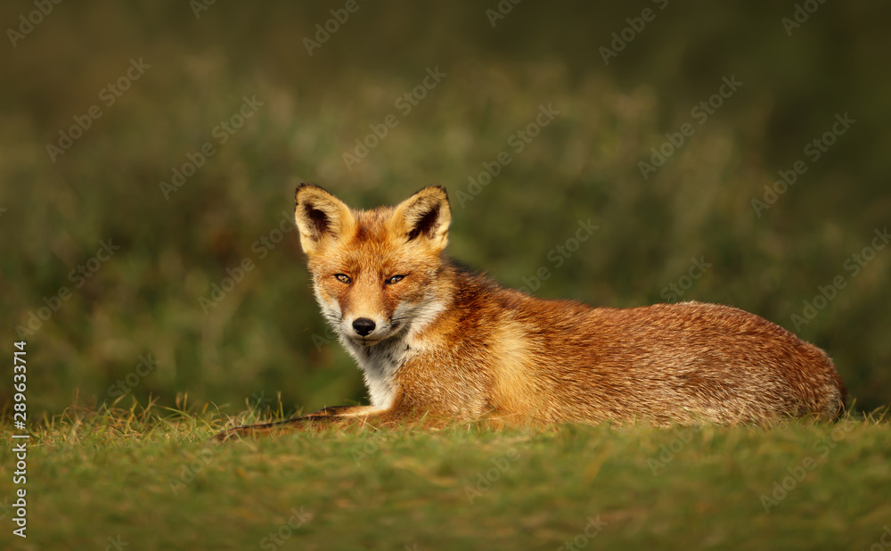 Close up of a Red fox lying on grass in summer