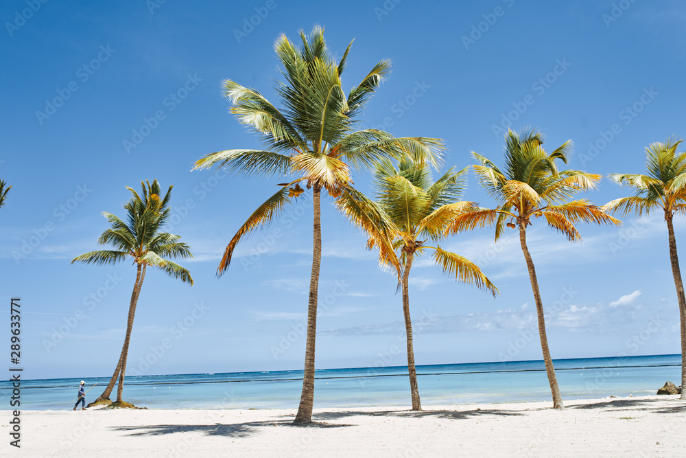 palm tree on the beach palm tree on the beach