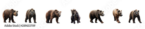 Set of brown bear over white background photo