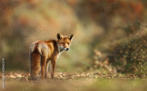 Close up of a red fox in the meadow
