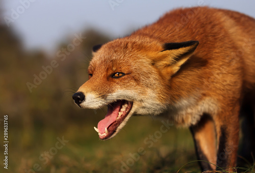 Fototapeta Naklejka Na Ścianę i Meble -  Close up of a red fox in the meadow
