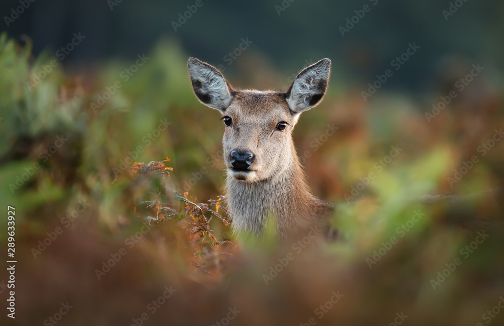 Close-up of red deer hind in fern Close-up of red deer hind in fern
