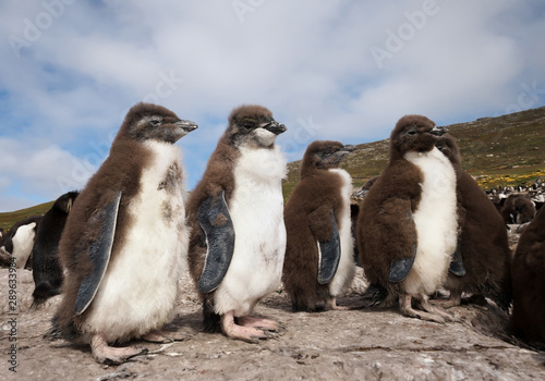 Rockhopper penguin chicks standing on rocks in a rookery