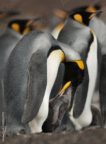 Close up of a King penguin feeding a chick