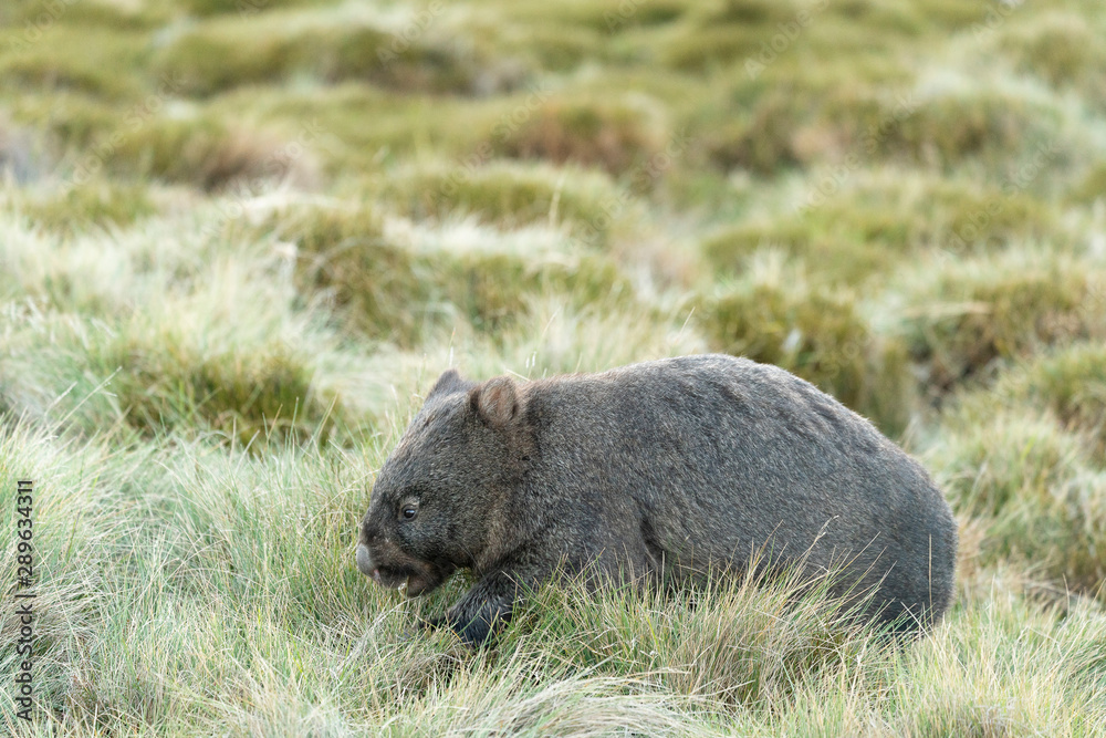 Wombat foraging in Cradle Mountain, Tasmania Wombat foraging in Cradle Mountain, Tasmania