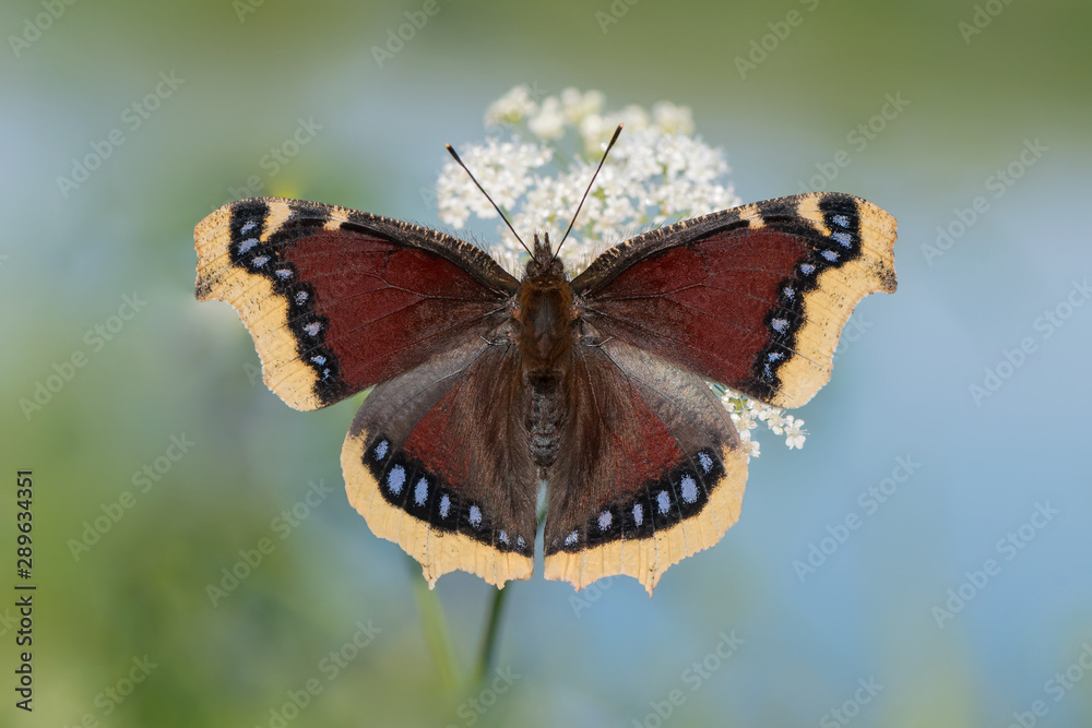 Nymphalis antiopa butterfly (The mourning cloack also konw in England as Camberwell Beauty) Nymphalis antiopa butterfly (The mourning cloack also konw in England as Camberwell Beauty)