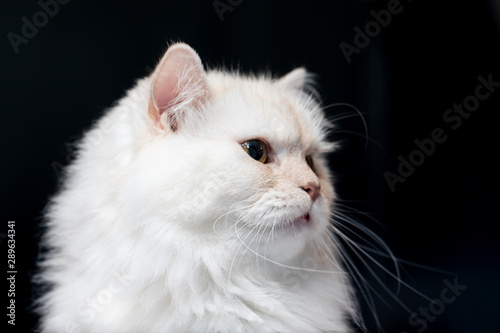 Cat. White Cat closeup over a dark background