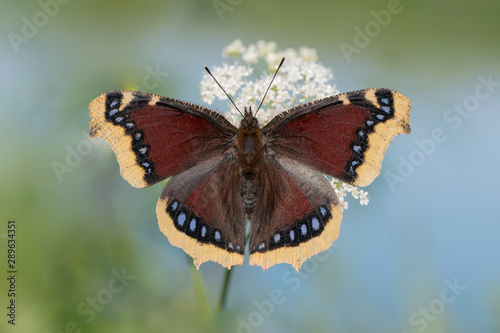 Nymphalis antiopa butterfly (The mourning cloack also konw in England as Camberwell Beauty) photo