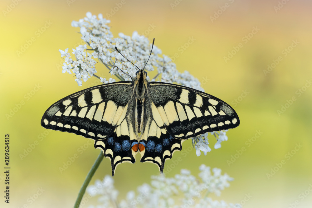 The wonderful Old World Swallowtail (Papilio machaon) The wonderful Old World Swallowtail (Papilio machaon)