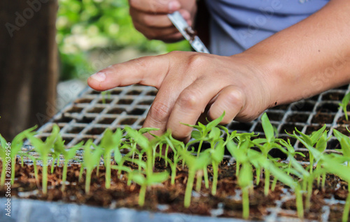 men´s hand with seedlings of paprika germinating, seedlings in germination trays