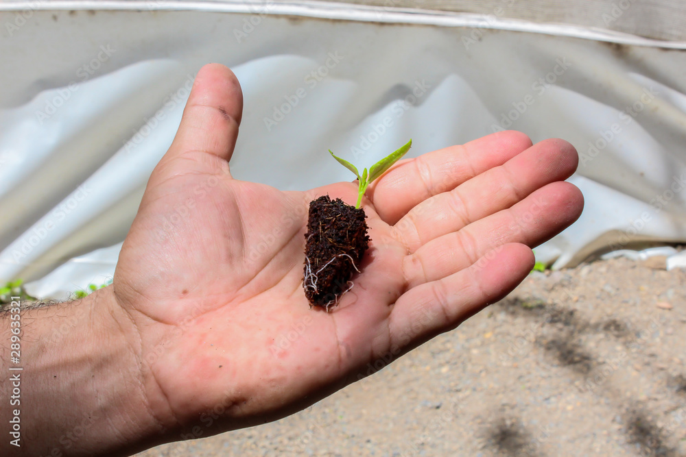 Fototapeta premium men´s hand with seedlings of paprika germinating, seedlings in germination trays