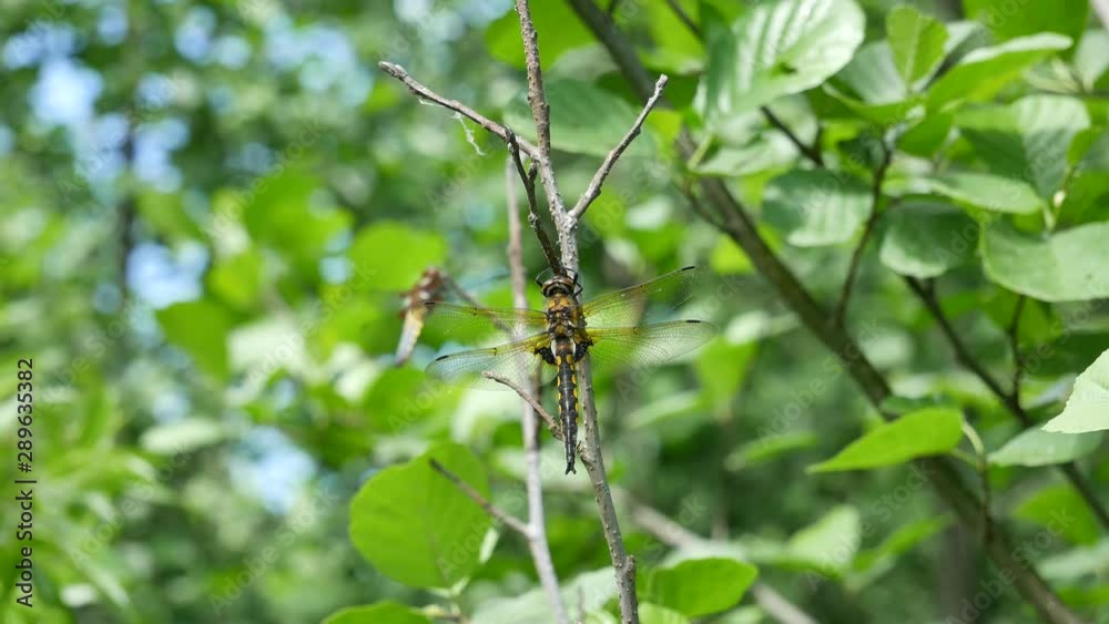 The male of a dragonfly watches a female. The male of a dragonfly watches a female.