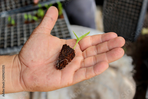 men´s hand with seedlings of paprika germinating, seedlings in germination trays