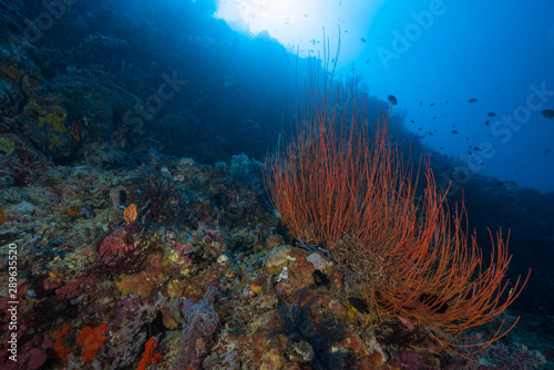 Coral Wall 