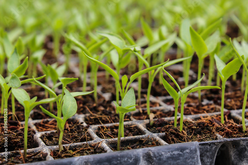 seedlings of paprika germinating, seedlings in germination trays