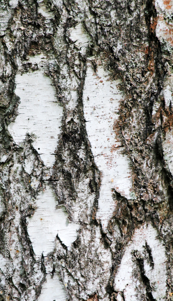 Fototapeta premium Birch bark background