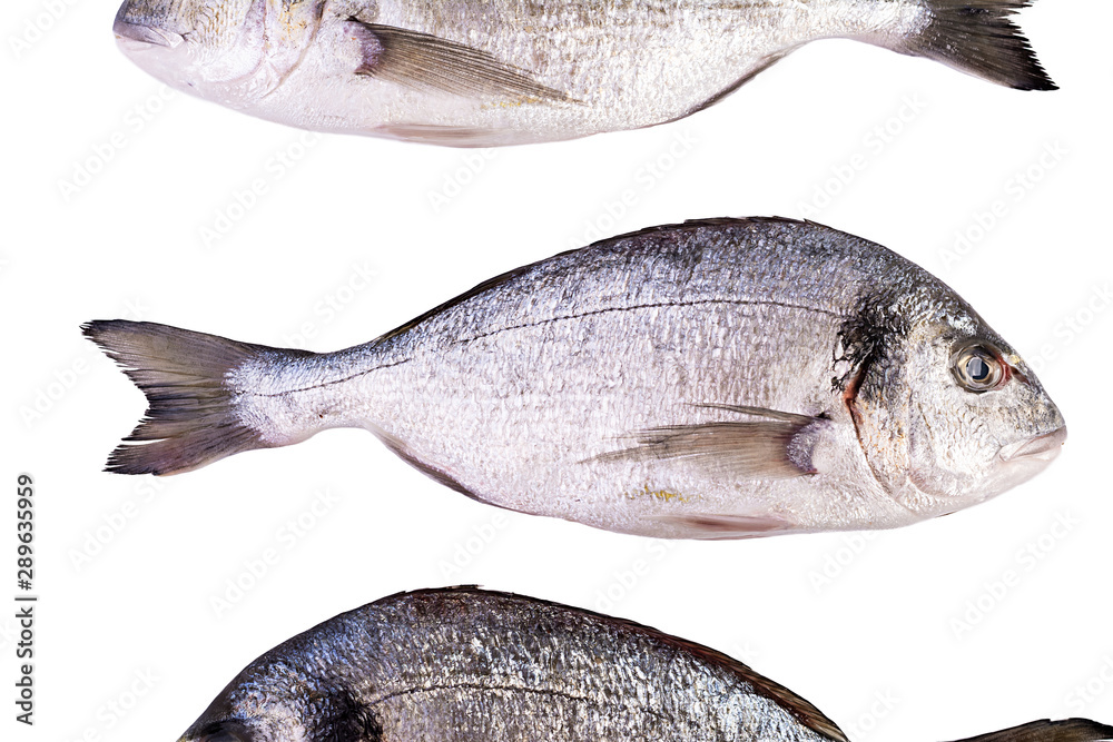Fototapeta premium Raw fresh dorado fish isolated on white background. Gilt-head bream