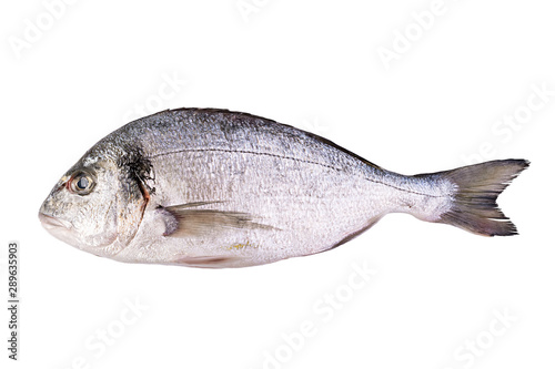 Raw fresh dorado fish isolated on white background. Gilt-head bream