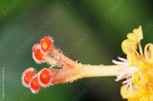 Hibiscus photo