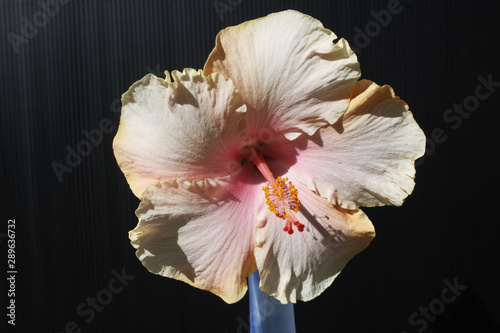 Hibiscus photo